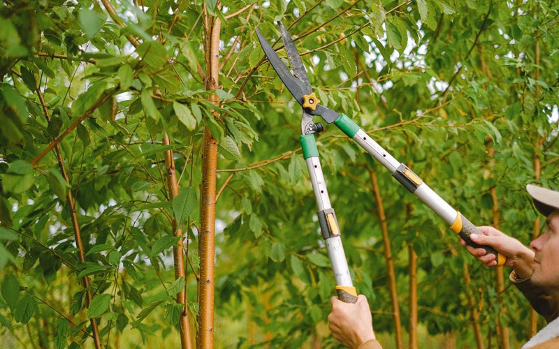 Tree trimming in Hampden, ND