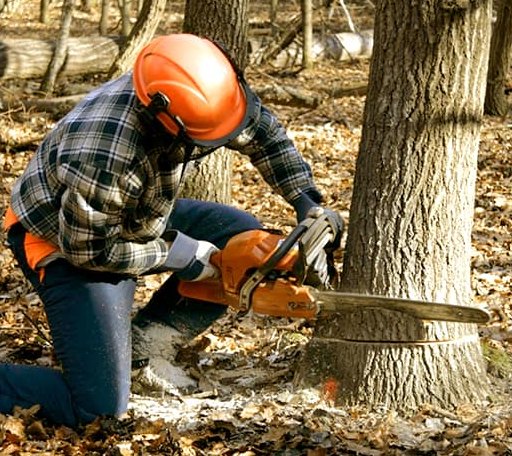 Tree Removal in Hampden, ND